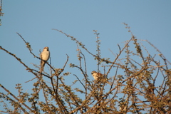 Passer motitensis