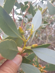 Eucalyptus utilis