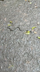 Uropeltidae