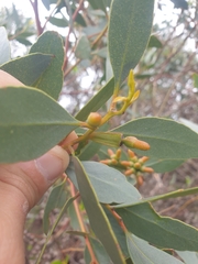 Eucalyptus utilis