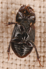 Aegialiinae