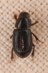 Aegialiinae