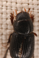 Aegialiinae