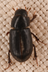Aegialiinae