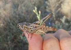 Decticus albifrons