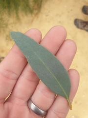 Eucalyptus utilis