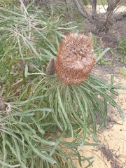Banksia prionotes