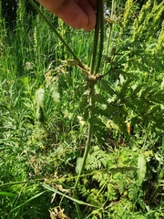 Anthriscus sylvestris nemorosa