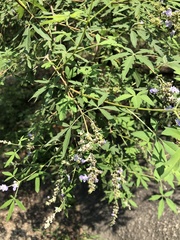 Vitex negundo heterophylla