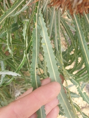 Banksia prionotes
