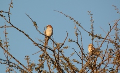 Passer motitensis