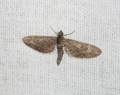 Eupithecia pusillata