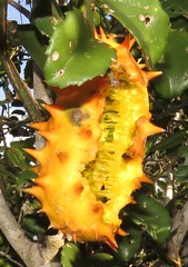 Cucumis metuliferus