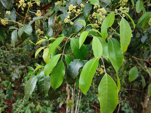 Turpinia cochinchinensis observed 2022-03-18