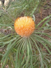 Banksia prionotes