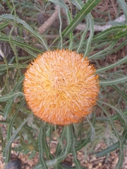 Banksia prionotes