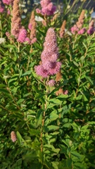 Spiraea × billardii