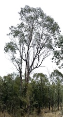 Eucalyptus chloroclada