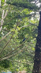 Myophonus horsfieldii