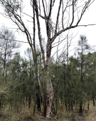 Eucalyptus chloroclada