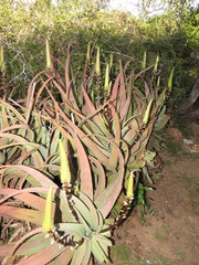 Aloe spicata