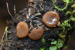 Adelphella babingtonii