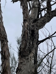 Eucalyptus chloroclada