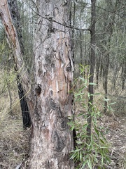 Eucalyptus chloroclada