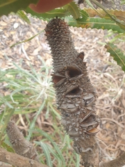 Banksia prionotes