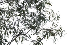 Eucalyptus chloroclada