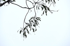 Eucalyptus chloroclada