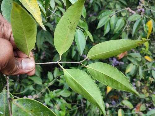 Image of Memecylon umbellatum by (c) Srinivasan Kasinathan, some rights reserved (CC BY)