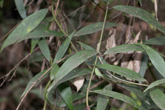 Parsonsia brownii