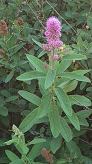 Spiraea × billardii