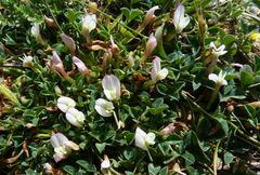 Trifolium uniflorum
