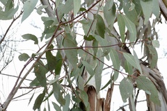 Eucalyptus chloroclada