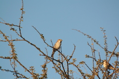 Passer motitensis