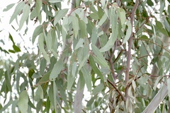 Eucalyptus chloroclada