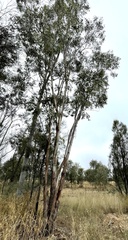 Eucalyptus chloroclada