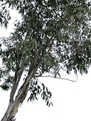 Eucalyptus chloroclada