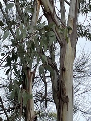 Eucalyptus chloroclada