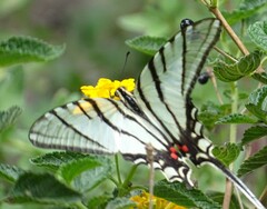 Protographium epidaus fenochionis