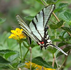 Protographium epidaus fenochionis