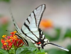 Protographium epidaus fenochionis