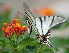 Protographium epidaus fenochionis