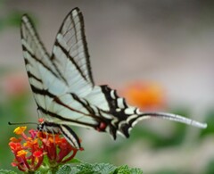 Protographium epidaus fenochionis