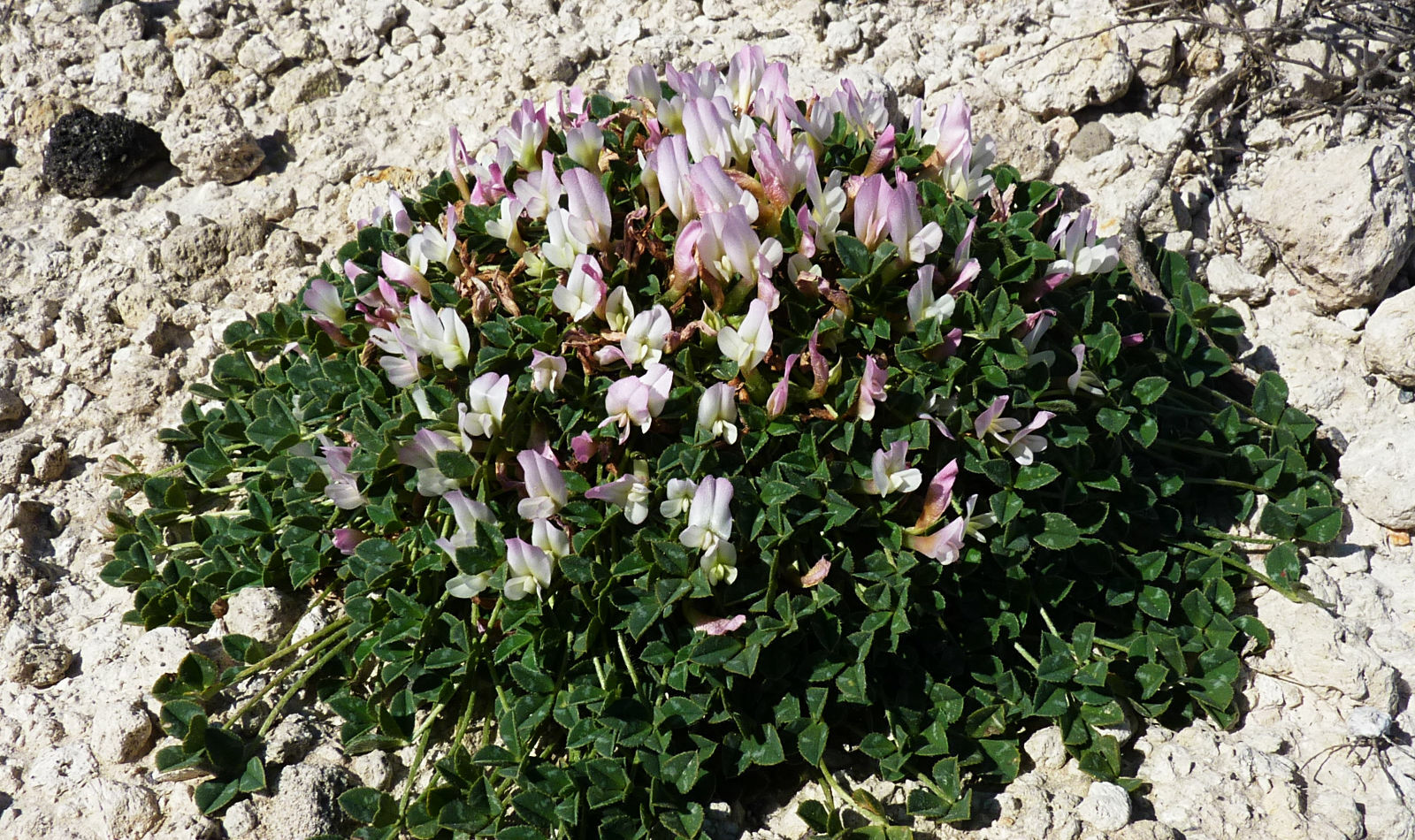 Trifolium uniflorum