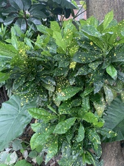 Codiaeum variegatum pictum