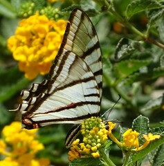 Protographium epidaus fenochionis
