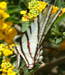 Protographium epidaus fenochionis
